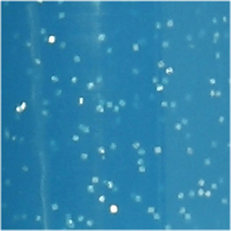 Glas- og Porcel&aelig;nstusch, glitter, streg 2-4 mm, halvd&aelig;kkende, turkis, 1 stk.