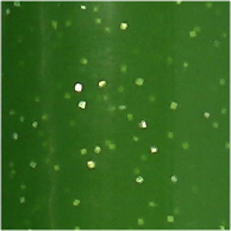 Glas- og Porcel&aelig;nstusch, glitter, streg 2-4 mm, halvd&aelig;kkende, lys gr&oslash;n, 1 stk.