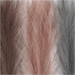 Pampasgr&aelig;s, L: 50 cm, sart bl&aring;, frost lilla, gl. rosa, 3 stk./ 1 bdt.