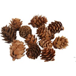 L&aelig;rkekogler, 12 stk./ 1 pk.