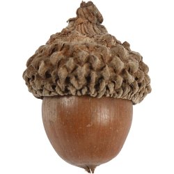 Agern, 12 stk./ 1 pk.