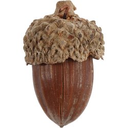 Agern, 12 stk./ 1 pk.