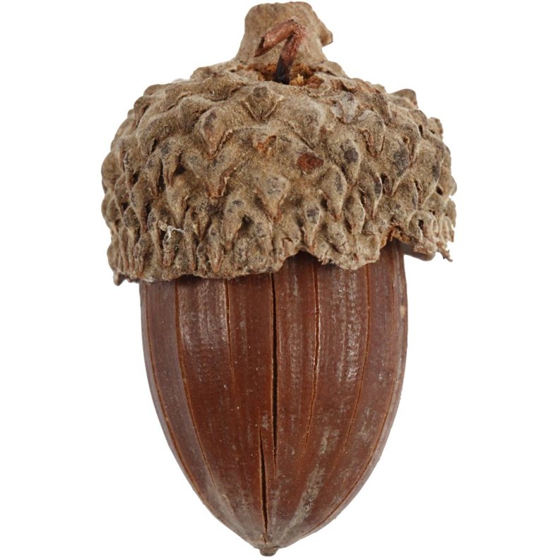 Agern, 12 stk./ 1 pk.