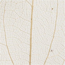 Skeletblade, L: 4,5-8 cm, natur, 20 stk./ 1 pk.