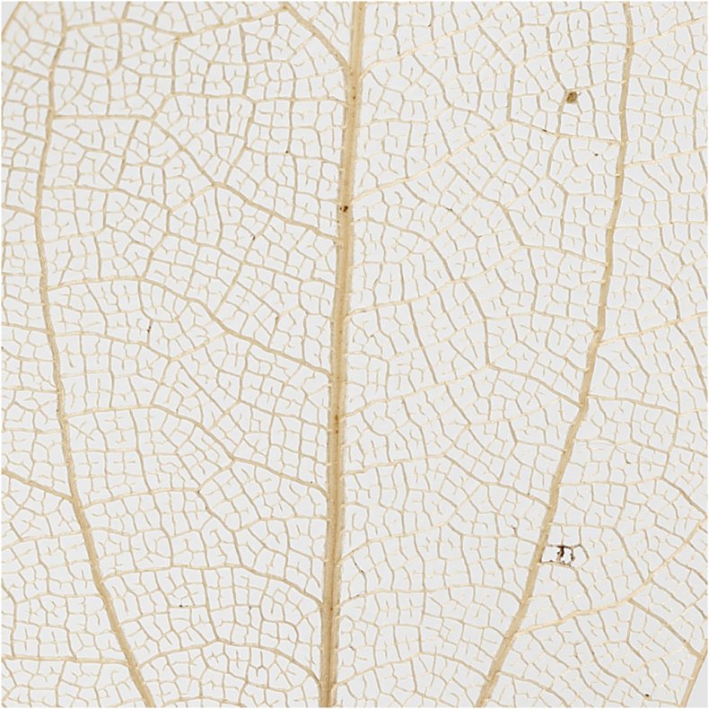 Skeletblade, L: 4,5-8 cm, natur, 20 stk./ 1 pk.