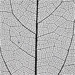 Skeletblade, L: 6-8 cm, sort, 20 stk./ 1 pk.