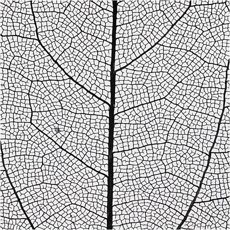 Skeletblade, L: 6-8 cm, sort, 20 stk./ 1 pk.