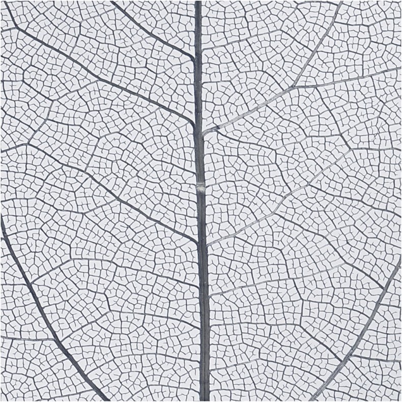 Skeletblade, L: 6-8 cm, bl&aring;, 20 stk./ 1 pk.